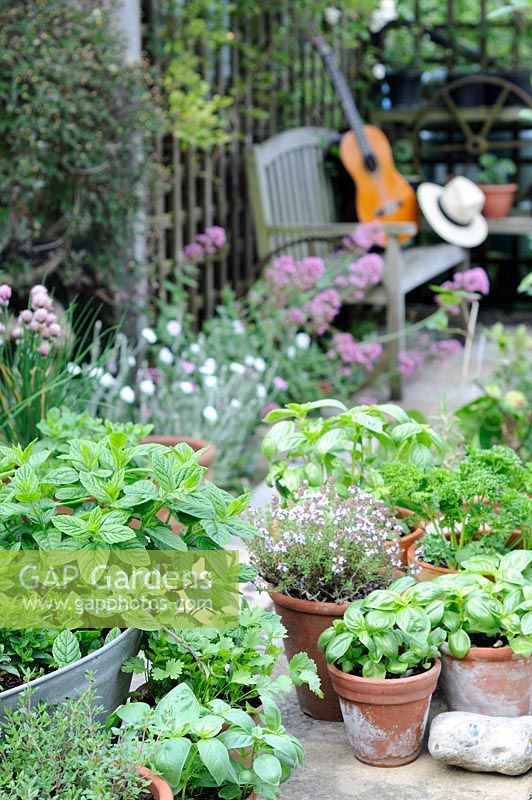 Pot grown herbs including mint, chives, basil, parsley, and thyme, pots arranged on patio, UK, June