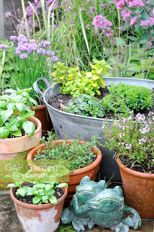 Assortment of kitchen garden herbs in various containers including galvanised iron tub, UK, June