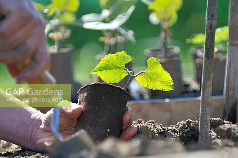 Planting runner beans, backlit shot woman planting young plants in peat pots beside canes, UK, June