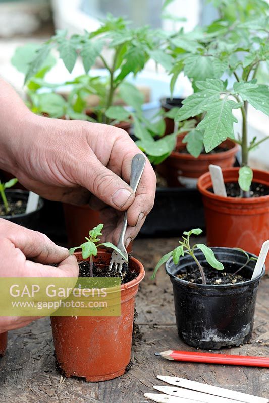 Potting on tomato seedlings, male gardener firming plant into 3 inch pot after transplanting, Norfolk, England, April