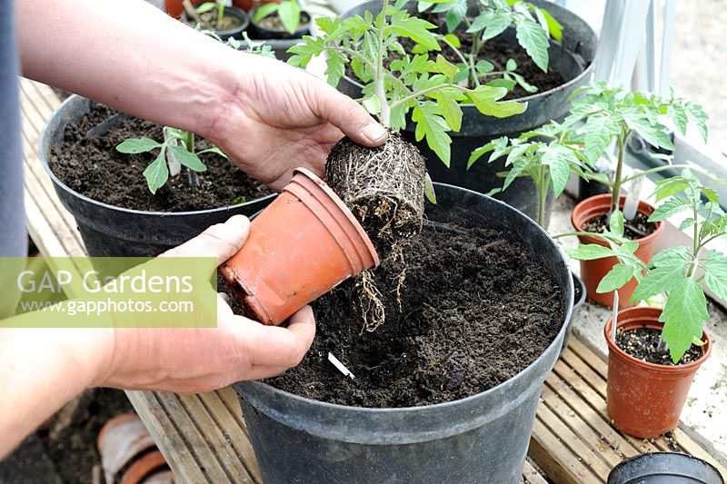 Potting on tomato seedlings, male gardener transplanting healthy plant from 3 inch pot to final position in 10 inch pot, Norfolk, England, April