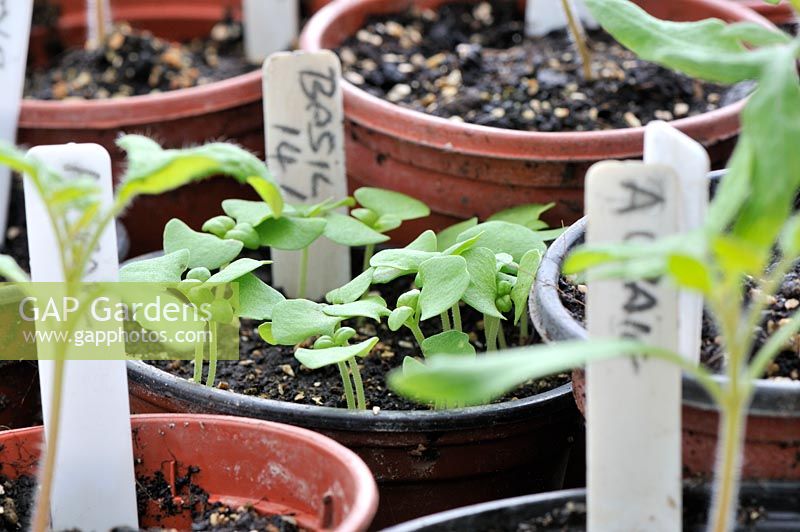 Basil seedlings, in propagater on the greenhouse bench, UK, March