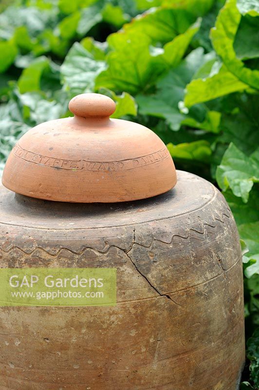 Antique terracotta Rhubarb forcer, with rhubarb leaves in background, UK, June