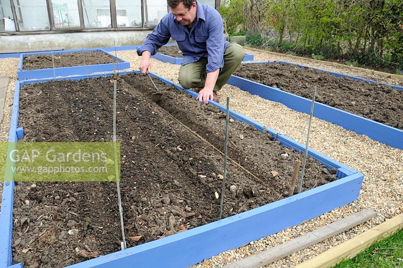 Working on raised beds, pulling out a seed drill with a hand hoe, UK, April