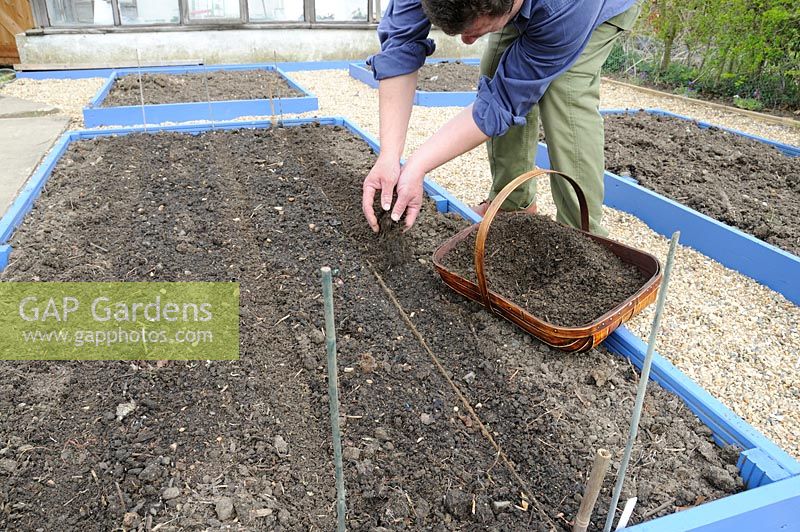 Working on raised beds, covering seed with sifted garden compost to assist germination and to prevent soil capping