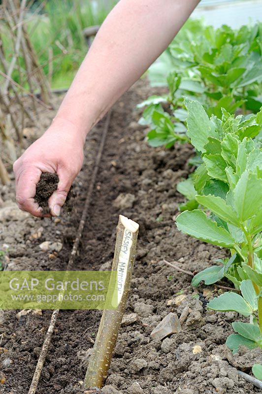 Sowing vegetable seed, Salsify 'Mammoth', gardener covering seed with compost to assist germination, UK, May