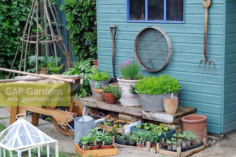 Springtime potting shed with various herbs and salad crops in containers, and traditional wooden wheelbarrow with tools, UK, May