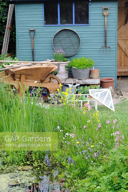 Garden wildlife pond with potting shed in background, UK, May