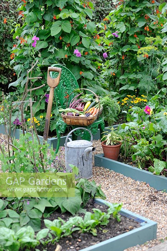 Trug of summer vegetables on cast iron chair in small vegetable garden, with garden fork and watering can, Norfolk, UK, August
