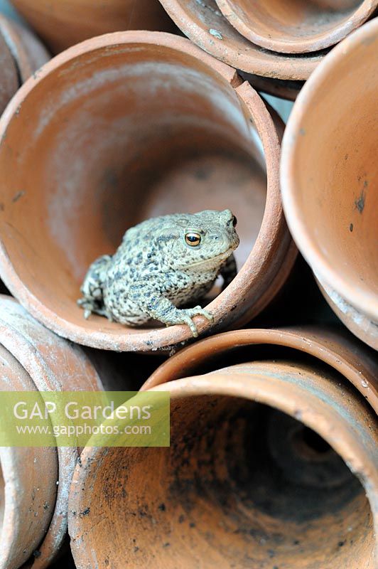 Common toad - Bufo bufo - predator of slugs aphids etc, hunting amongst terracotta pots, UK, June