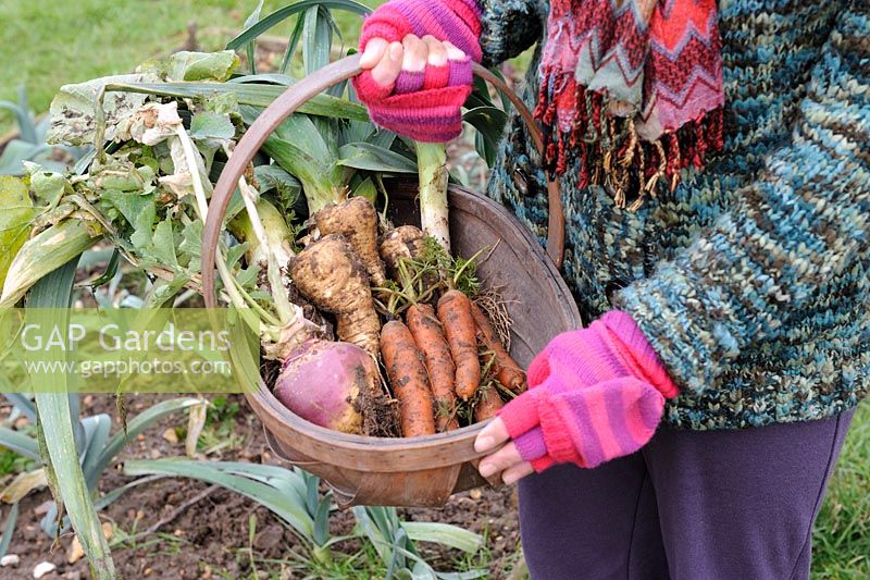 Winter allotment vegetables, woman holding wooden trug containing overwintering vegetables, leeks, swede, carrot and parsnip, Norfolk, UK, January