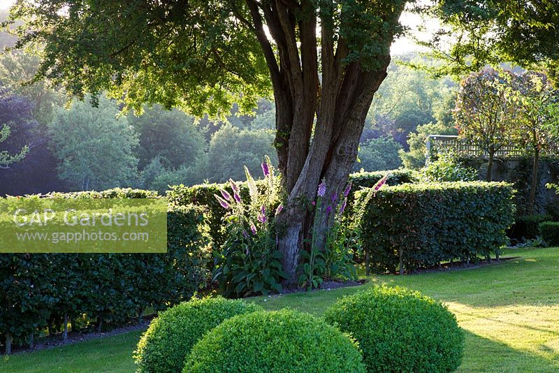 Country garden with mature Hawthorn tree, foxgloves and clipped Beech hedging and Box balls - Summer