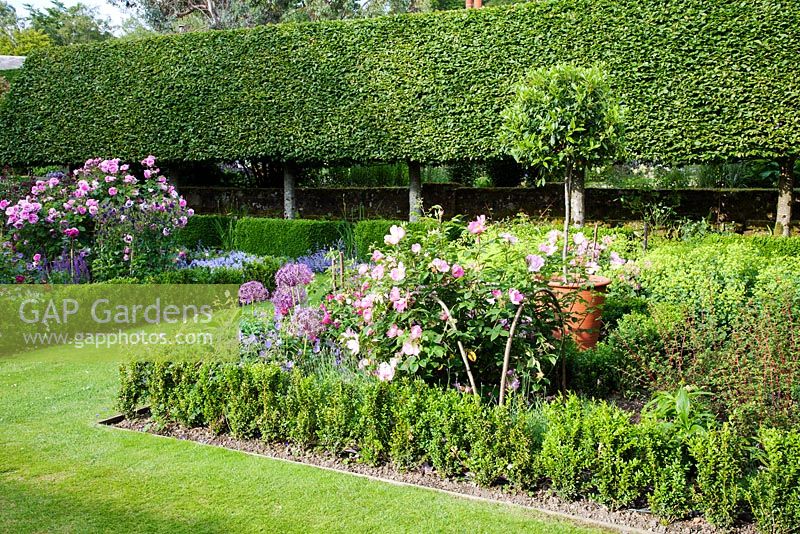 A formal rose garden with rectangular Box beds, mixed shrub roses pleached Hornbeam hedging and detail of Rosa Gallica 'Complicata' trained and pruned over cane hoops 