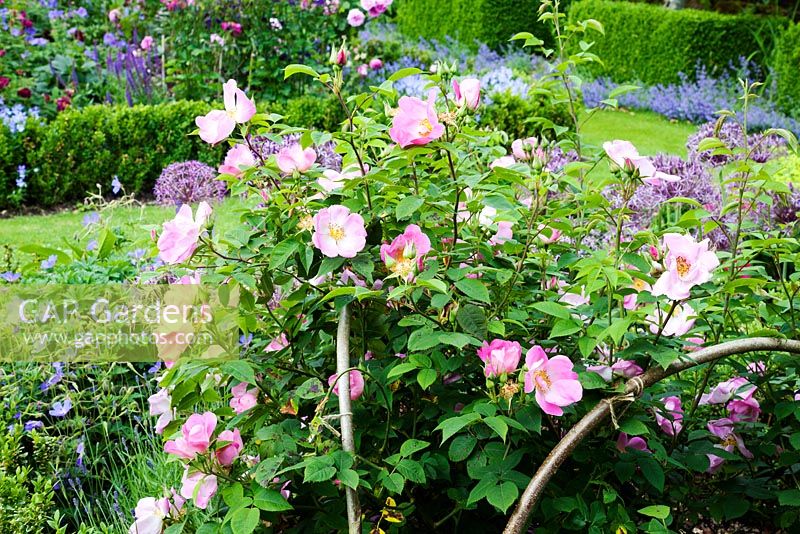 Rosa Gallica 'Complicata' trained and pruned over cane hoops in a formal Rose Garden