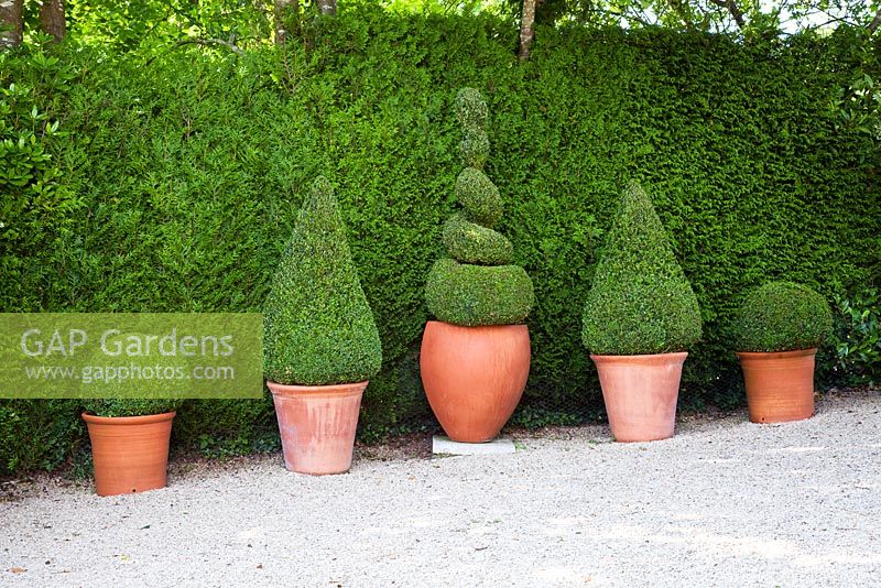 Terracotta pots with clipped shapes of Buxus sempervirens, situated against an evergreen Thuja plicata hedge.