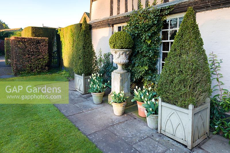 Pots of tulips, box pyramids and a box ball in an urn outside Wollerton Old Hall, Shropshire, photographed in April