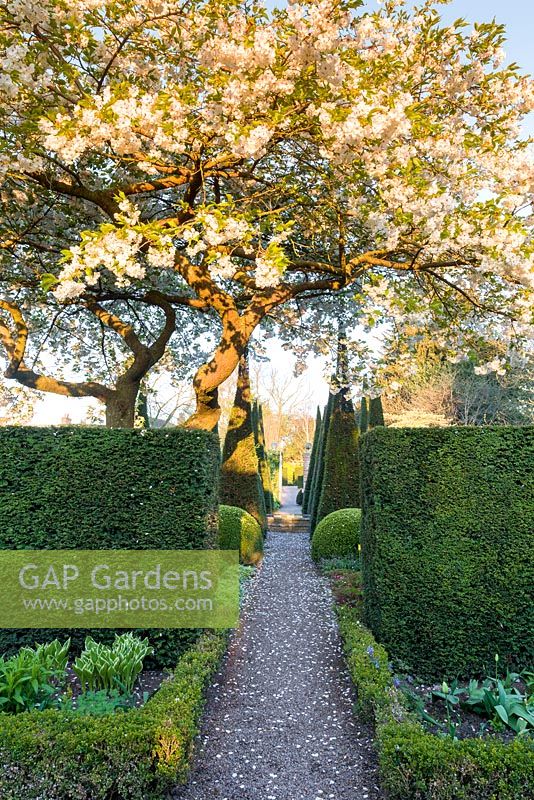 A blossoming cherry, illuminated by dawn light, arches over a path into the Well Garden at Wollerton Old Hall Garden, Shropshire - photographed in April. Beyond are clipped yew pyramids and box balls
