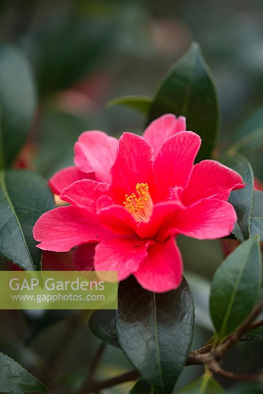 Camellia 'Freedom Bell', AGM