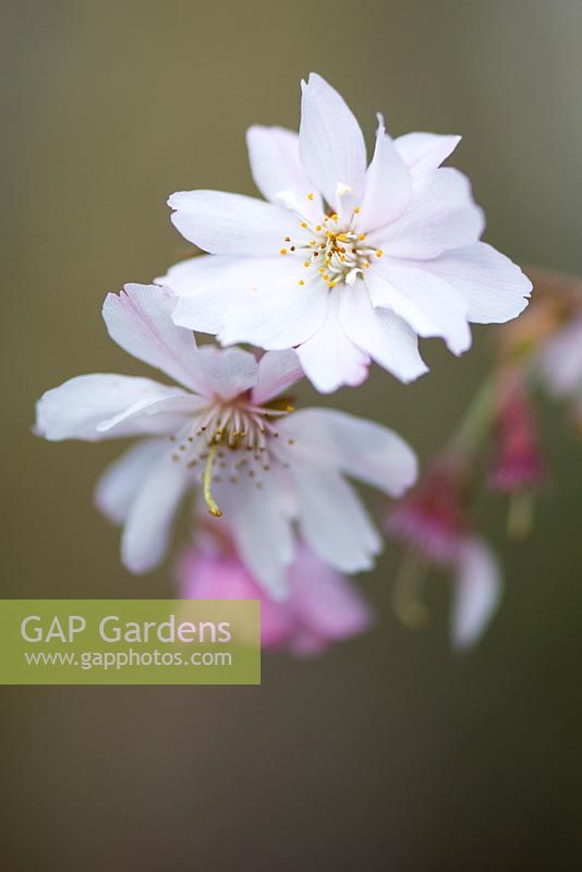 Prunus subhirtella 'Autumnalis Rosea' - rosebud cherry