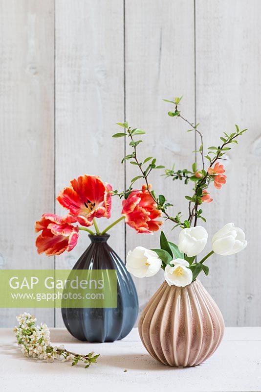 White and red tulips - single and parrot, with Chaenomeles - Japanese quince arranged in vases against wooden wall