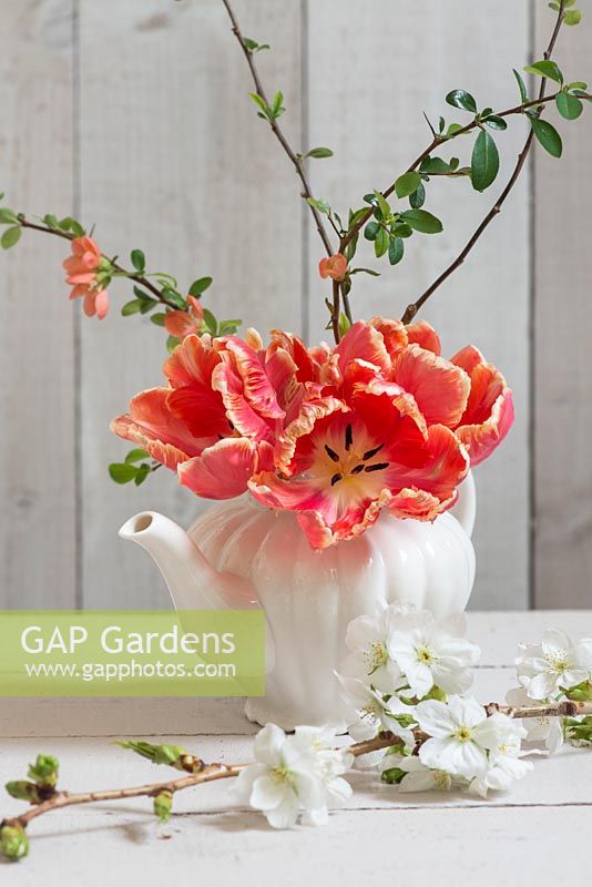 Red parrot tulips with Chaenomeles - Japanese quince arranged in porcelain teapot against  wooden wall