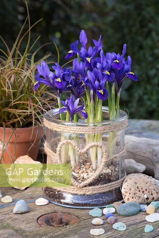 Iris reticulata 'Pixie' in a glass jar with a woven heart