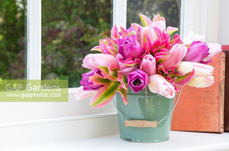 Tulipa 'Floriosa', Attila', Holland Chic' and 'Rosalie' in a green bucket on windowsill
