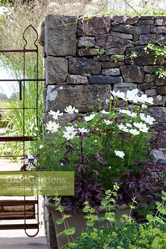 Contemporary garden with stoneware clay pot filled with Cosmos 'Purity'