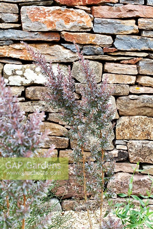 Dry stone wall garden with Leptospermum 'Silver Sheen'planted in gravel