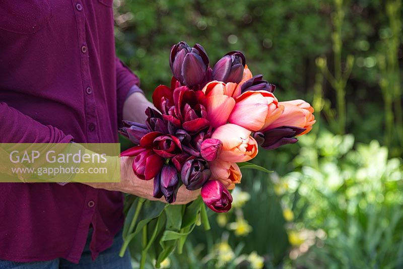Woman holding bouquet of Tulipa 'Jan Reus', Tulip 'Apricot Impression', Tulip 'Havran', Tulip 'National Velvet' and Tulipa 'Cafe Noir'