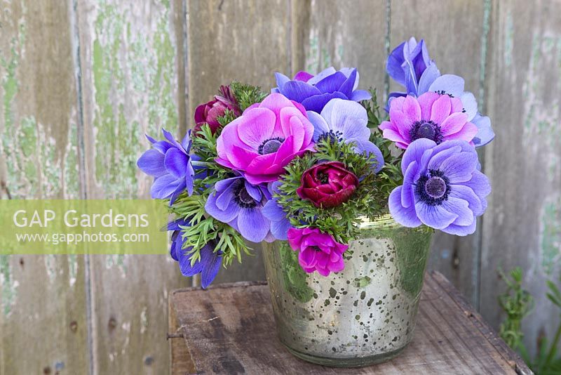 Anemone coronaria 'Sylphide' and 'Mr Fokker' in reflective glass container