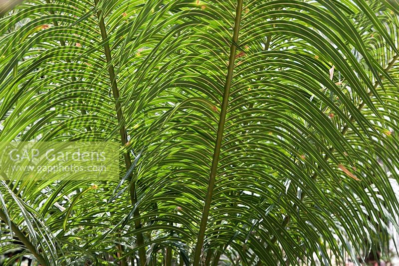 Cycas circinalis - False palm 