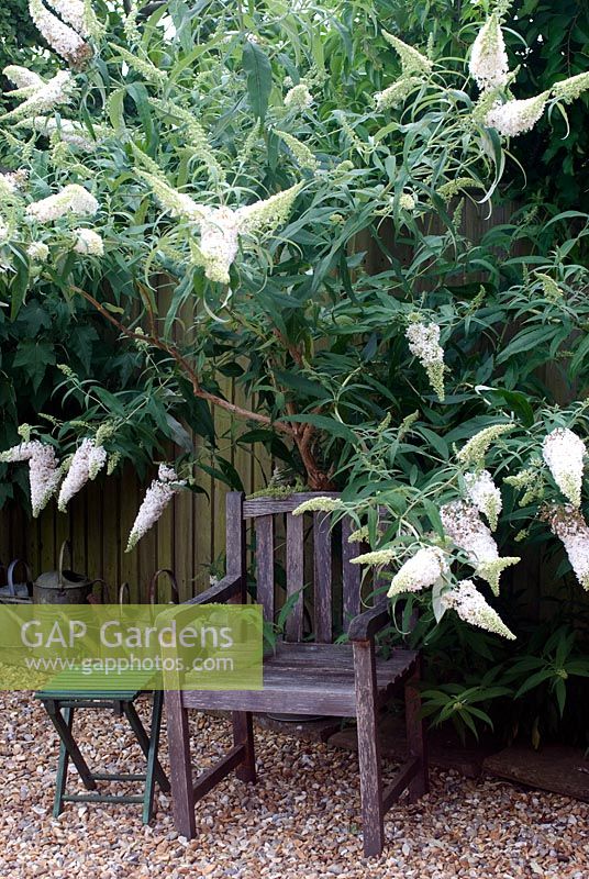 Buddleia davidii 'White Profusion' with wooden garden chair