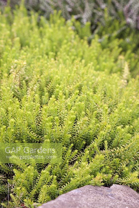 Erica carnea 'Golden Starlet' - alpine heath 