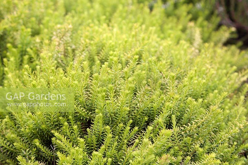 Erica carnea 'Golden Starlet' - alpine heath