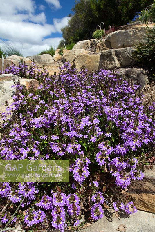 Scaevola aemula 'Purple Fanfare', Fan Flower covered in purple fan shaped flowers.