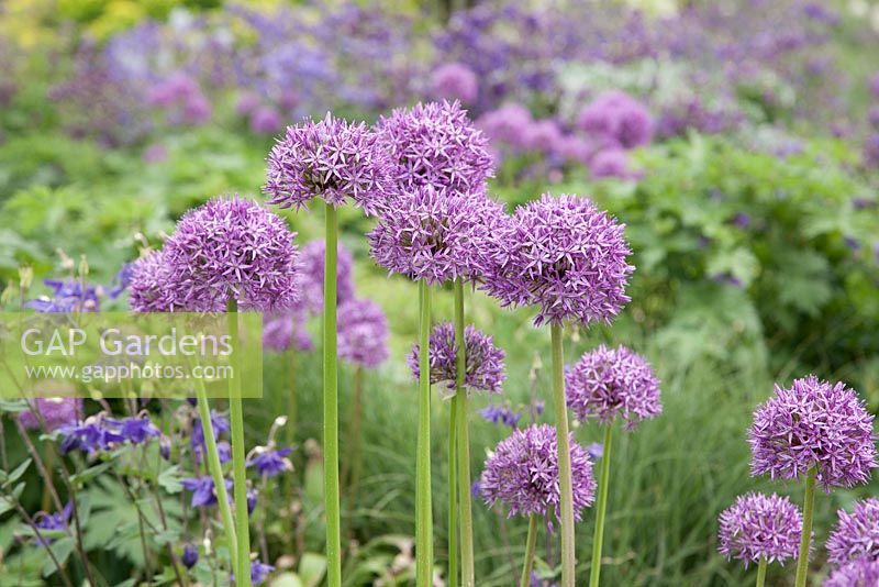 Allium 'Gladiator' in blue, purple and lime green border 