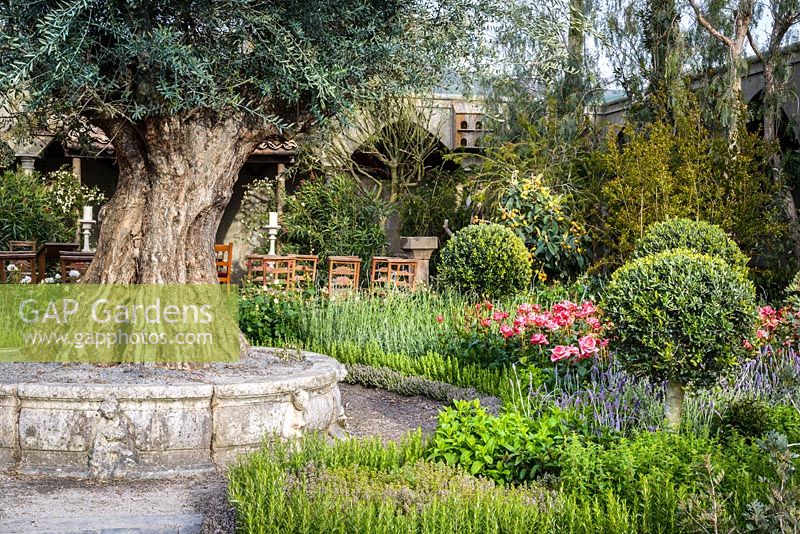 An old rustic Italian cloister garden with 500 Year Old Olea europea at The Garden of Romance - RHS Malvern Spring Festival 2016 - Design: Villaggio Verde - Gold Medal