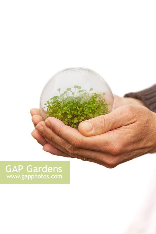 A pair of mans hands holding a glass globe of new green shoots 