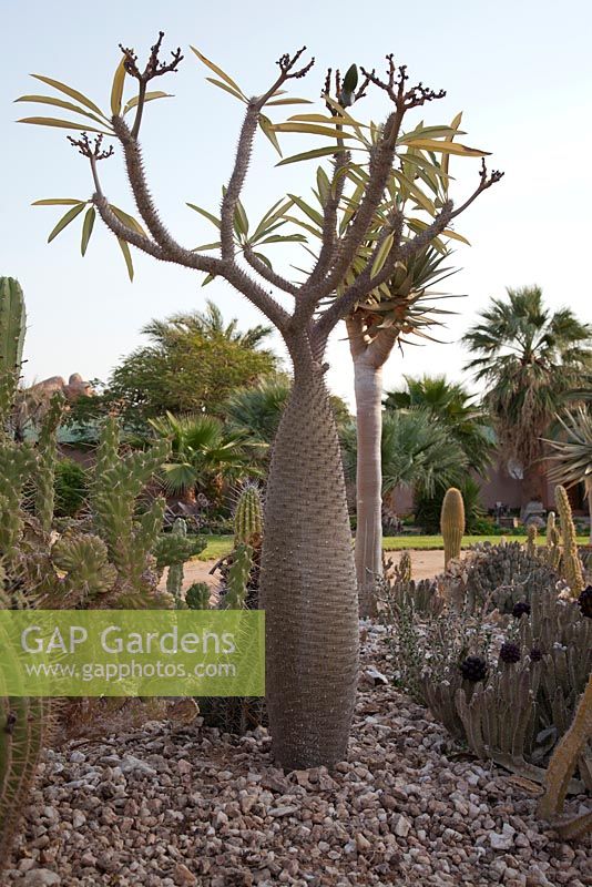 Pachypodium lamerei in cactus garden - madagascar palm