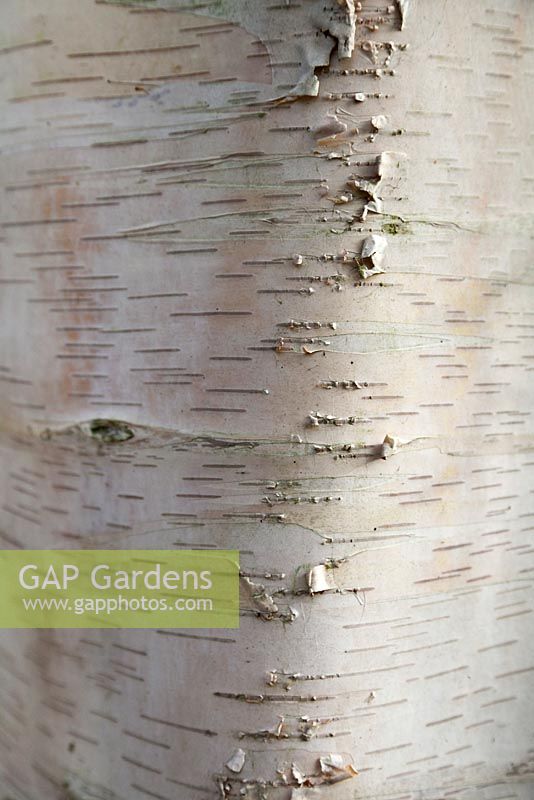 Bark of betula platyphylla var. japonica - birch