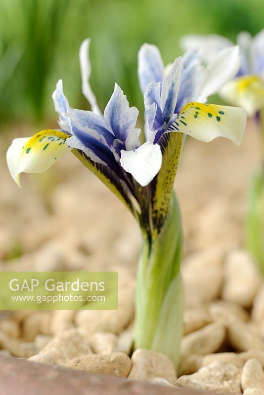Iris reticulata 'Eye Catcher'

