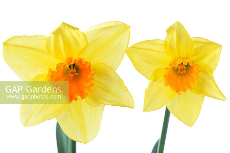 Narcissus 'Juanita', Daffodil Div 2 Large-cupped