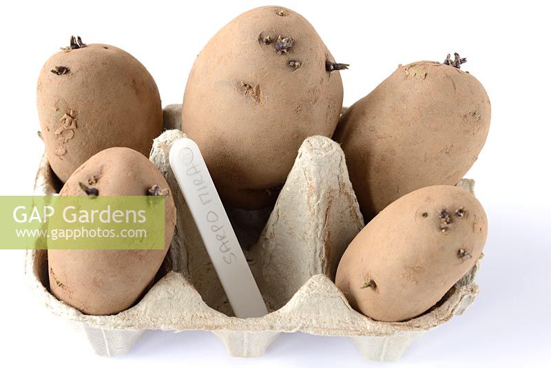 Solanum tuberosum 'Sarpo Mira' AGM. Seed potatoes chitting in egg box. A blight resistant potato 