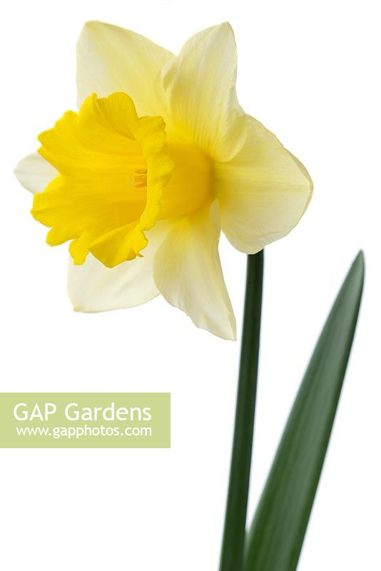 Narcissus 'Anniversary Gift' - Daffodil Div. 2 Large-cupped 