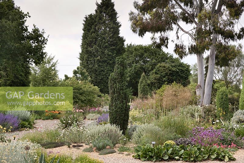 A drought resistant gravel garden, Beth Chatto Gardens, Colchester, Essex