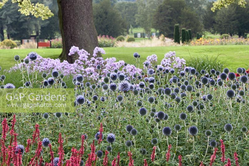 Mixed border with Echinops and Persicaria amplexicaulis 'Firedance' in the foreground and phlox in the background - Trentham Estate, Staffordshire  