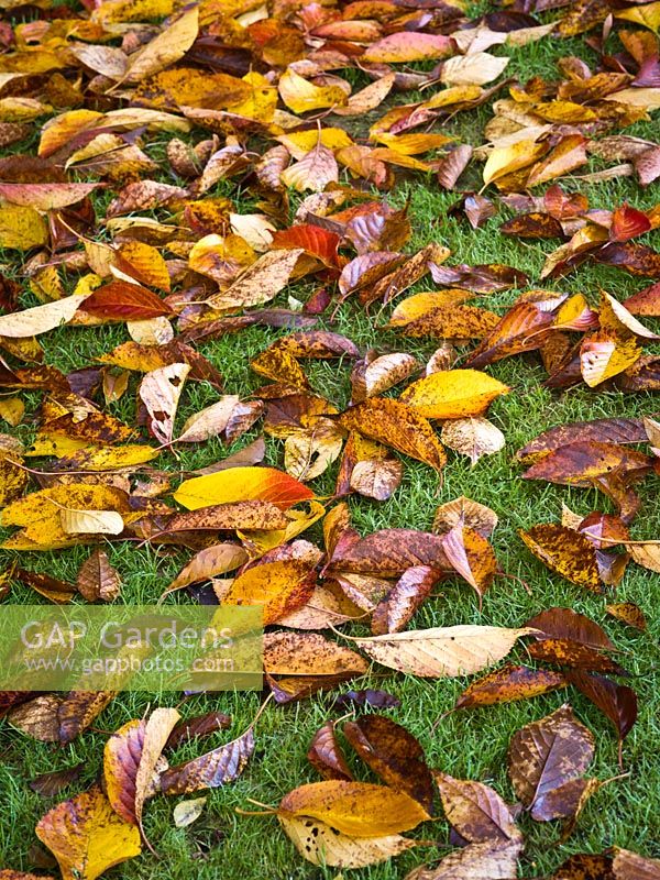 Fallen autumn leaves of Prunus 'Tai-Haku' lying on grass