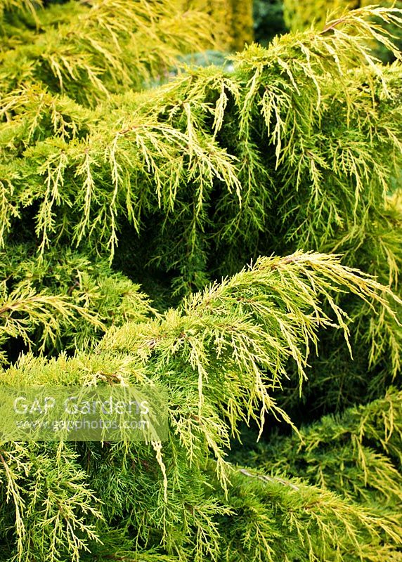 Juniperus x pfitzeriana 'Carbery Gold'