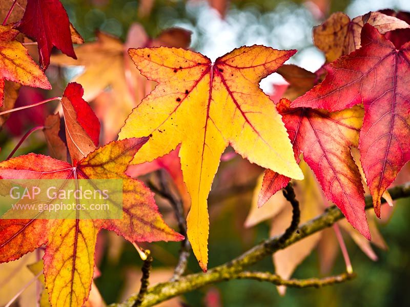 Liquidambar styraciflua 'Lane Roberts' AGM - autumn foliage